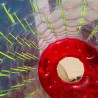 Zorb Ball 2,5m PVC Segunda Mano - 19825 - 1-thumbs Zorb Ball 2,5m PVC Segunda Mano - 19825 - 1-thumbs